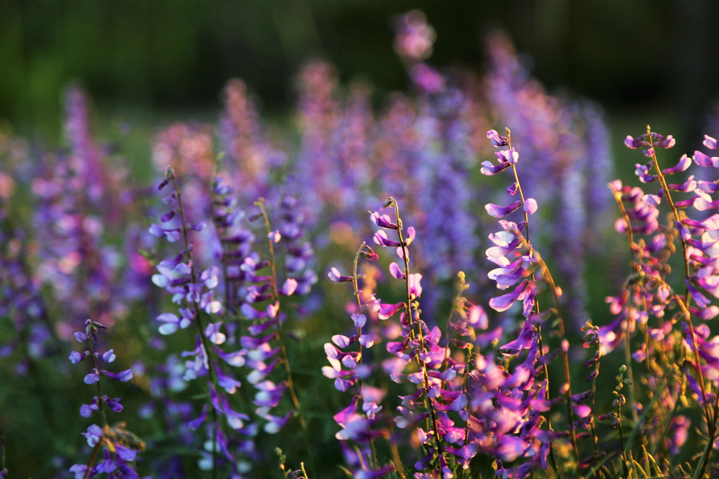 Flowers in the Spring